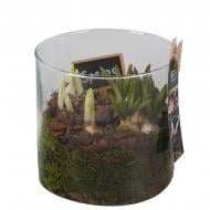 Растение Композиция 15 х20 мускари, нарцисс в стекле