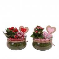 Рослина Композиція 16 х25 каланхоє, ехеверія з декором у склі Рослина Композиція 16 х25 каланхоє, ехеверія з декором у склі