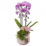 Растение Композиция 17 х60 фаленопсис (орхидея) в розовом керамическом кашпо с декором Растение Композиция 17 х60 фаленопсис (орхидея) в розовом керамическом кашпо с декором