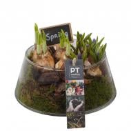 Рослина Композиція 18 х20 мускарі, нарцис у склі Рослина Композиція 18 х20 мускарі, нарцис у склі