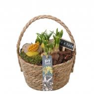 Растение Композиция 18 х30 с нарциссом в плетеной корзине Растение Композиция 18 х30 с нарциссом в плетеной корзине