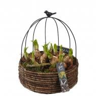 Растение Композиция 20 х35 с нарциссом в плетеном кашпо с декором Растение Композиция 20 х35 с нарциссом в плетеном кашпо с декором