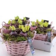 Растение Композиция 22 х25 гиацинты 5рр в плетеной корзине Растение Композиция 22 х25 гиацинты 5рр в плетеной корзине