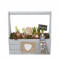 Растение Композиция 25 х25 мускари, нарцисс в деревянной корзине Растение Композиция 25 х25 мускари, нарцисс в деревянной корзине