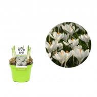 Растение Крокус 09 х11 белый Растение Крокус 09 х11 белый