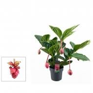 Растение Мединилла 17 х55 Magnifica Flamenco Растение Мединилла 17 х55 Magnifica Flamenco