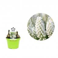 Растение Мускари 09 х11 белый White Magic Растение Мускари 09 х11 белый White Magic