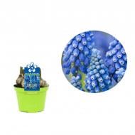 Растение Мускари 09 х11 голубой Blue Magic Растение Мускари 09 х11 голубой Blue Magic