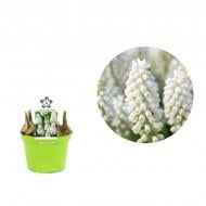 Рослина Мускарі 12 х12 білий White Magic Рослина Мускарі 12 х12 білий White Magic