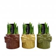 Растение Нарцисс 09 х15 желтый в керамическом кашпо с бантиком Растение Нарцисс 09 х15 желтый в керамическом кашпо с бантиком