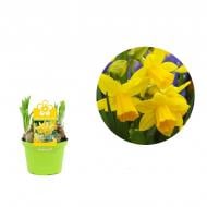 Рослина Нарцис 12 х15 жовтий Tete A Tete Рослина Нарцис 12 х15 жовтий Tete A Tete