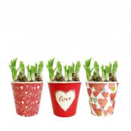 Растение Нарцисс 12 х15 желтый в дополнительной упаковке Share The Love Растение Нарцисс 12 х15 желтый в дополнительной упаковке Share The Love