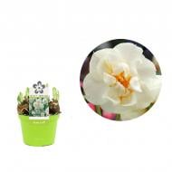 Растение Нарцисс 12 х15 махровый белый Bridal Crown Растение Нарцисс 12 х15 махровый белый Bridal Crown