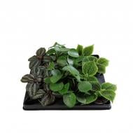 Растение Пилея 06*10 микс