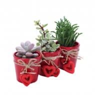 Растение Суккуленты 07х15 микс в керамическом кашпо с сердцем Растение Суккуленты 07х15 микс в керамическом кашпо с сердцем