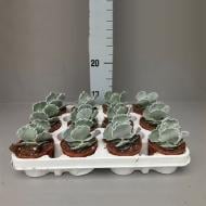 Растение Суккулент 09х12 Cotyledon Undulata