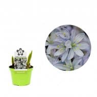 Растение Сцилла (подснежник) 09 х11 Растение Сцилла (подснежник) 09 х11