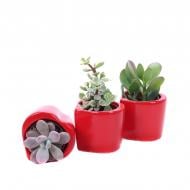 Растение Суккуленты 08х10 микс в красном керамическом кашпо Растение Суккуленты 08х10 микс в красном керамическом кашпо