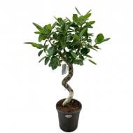 Растение Фикус бенгальский 31*140 Audrey ствол на спирали