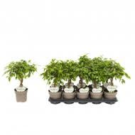 Рослина Фікус бенджаміна 12*40 Tarana стовбур заплетений косою