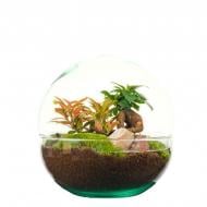 Растение Флорариум 20 х30 Earth Растение Флорариум 20 х30 Earth