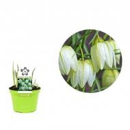 Растение Фритиллярия (рябчик) 09 х11 белая Melegaris Alba Растение Фритиллярия (рябчик) 09 х11 белая Melegaris Alba