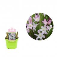 Растение Хионодокса 09 х10 розовая Растение Хионодокса 09 х10 розовая