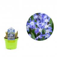 Растение Хионодокса 09 х10 голубая Растение Хионодокса 09 х10 голубая
