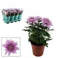 Растение Хризантема 13 х35 крупноголовая нежно-розовая Zembla Растение Хризантема 13 х35 крупноголовая нежно-розовая Zembla