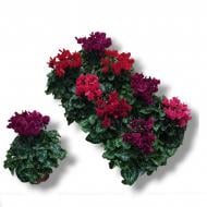 Рослина Цикламен 10 х23 Compact Dark мікс