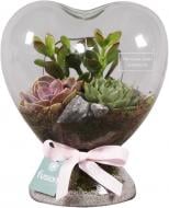 Террариум в сердце с суккулентами микс 21х25 см