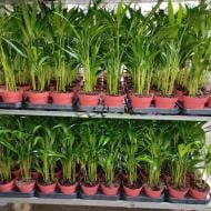 Растение Дипсис 12х40