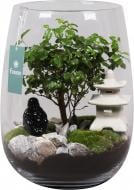 Растение комнатное в стеклянном стакане бонсай с декором 27х25 см