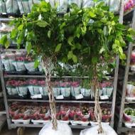 Растение Фикус бенджамина 27х140 Exotica ствол заплетен косой