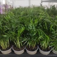 Растение Хамедорея 9х30-35 Elegans