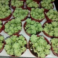 Растение Седум 5х8 Burrito