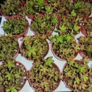 Растение Седум 5х8 Rubrotinctum