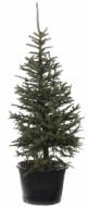 Рослина Ялина колюча Picea pungens var.'Glauca Majestic' 60L h-170+ cм