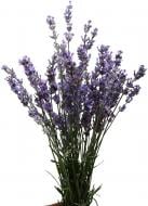 Лаванда фіолетова (Нідерланди) Лаванда фіолетова (Нідерланди)