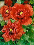 Корневище Heemskerk Vasteplanten B.V. мака Дублон 1 шт.