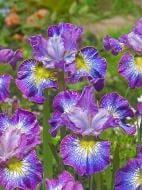 Корневище Heemskerk Vasteplanten B.V. ириса Хау Адюкейшн 1 шт.