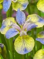 Корневище Heemskerk Vasteplanten B.V. ириса Типт ин Блу 1 шт.