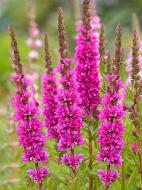 Корневище Heemskerk Vasteplanten B.V. плакуна Зидеунерблут 1 шт.