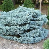 Ель колючая / Picea pungens Glauca Globosa С20 Ра 80-100