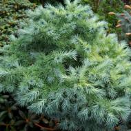 Растение Лиственница японская / Larix kaempferi Blue Ball С5 Ра