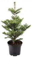 Ялиця корейська / Abies koreana C30 Pa 100-140 D60