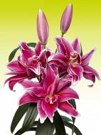 Луковица VWS EXPORT – IMPORT OF FLOWERBULBS B.V. лилии восточной махровой Фабиен 14/16 1 шт.