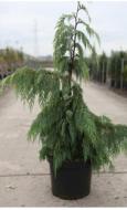 Растение Кипарисовик нутканский / Chamaecyparis nootkatensis Pendula С3