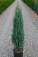 Растение Можжевельник скальный / Juniperus scopulorum Blue Arrow С3