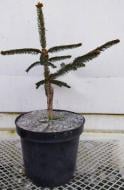 Ель обыкновенная / Picea abies Inversa С45 H80-100